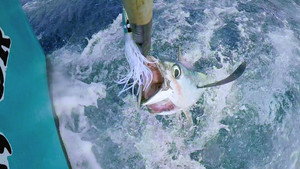 Battlefish